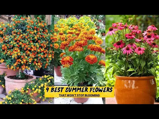 'Video thumbnail for 9 Best Summer Flowers that Won’t Stop Blooming'