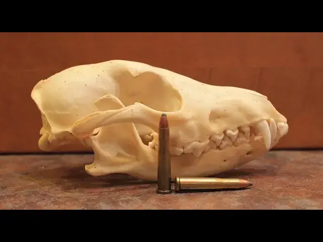 'Video thumbnail for 22 Hornet Cartridge Full Profile | 22LR vs 22 Hornet vs 223 Remington'