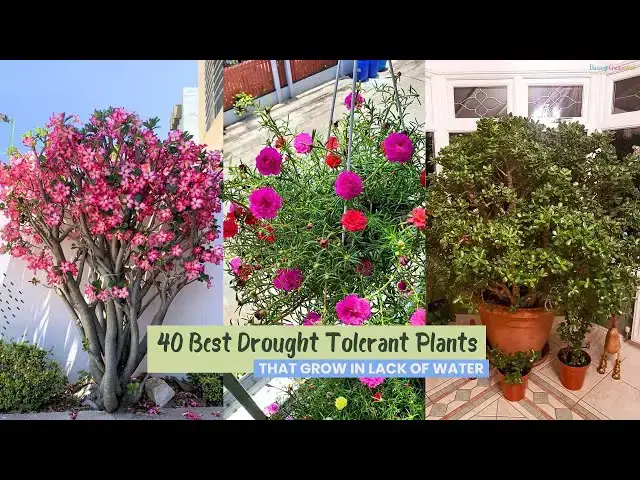 'Video thumbnail for 40 Best Drought Tolerant Plants that Grow In Lack of Water'