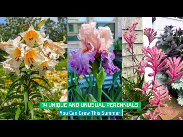 'Video thumbnail for 14 Unique and Unusual Perennials You Can Grow This Summer'