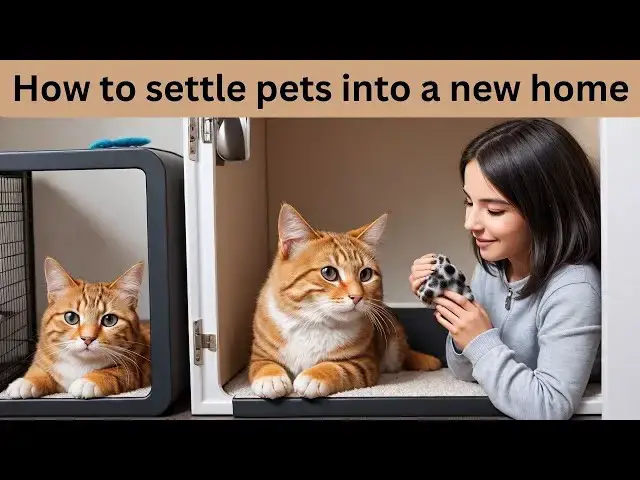 'Video thumbnail for How to Settle Pets into a New Home: 10 Essential Tips for a Stress-Free Transition'