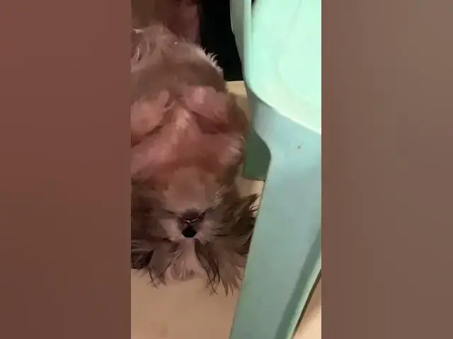 'Video thumbnail for Lala Is So Tired | Cute Shih Tzu Sleeping Like A Pro'