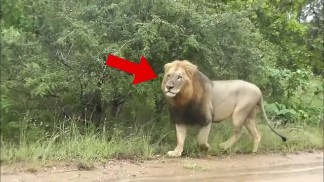 'Video thumbnail for Here are 6 scary lion encounters that gonna shock you (part 2)'