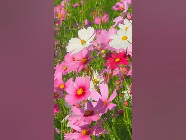 'Video thumbnail for Fast Growing Flowers That Bloom Quickly | Instant Garden Color'