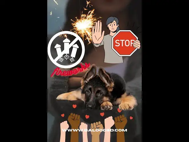 'Video thumbnail for THE NEW YEAR CELEBRATIONS DIFFICULT FOR PETS'