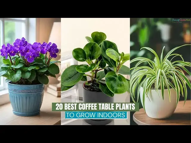 'Video thumbnail for 20 Best Coffee Table Plants To Grow Indoors'