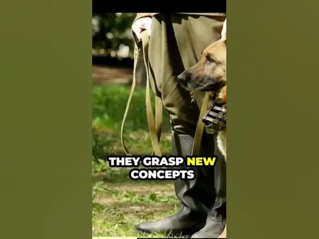 'Video thumbnail for The intelligence of German shepherds'