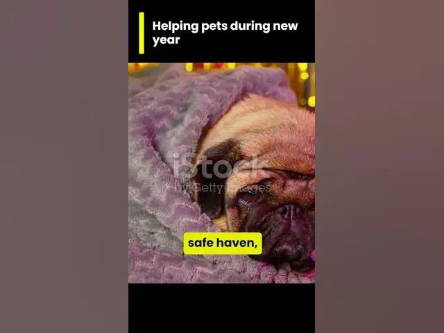 'Video thumbnail for THE NEW YEAR CELEBRATIONS DIFFICULT FOR'
