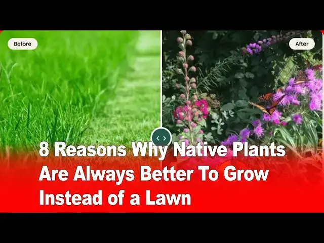 'Video thumbnail for 8 Reasons Why Native Plants Are Better Than Lawns 🌿🏡'