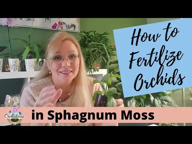 'Video thumbnail for Fertilizing in Sphagnum Moss: 3 Incredible Methods for Orchid Growth'