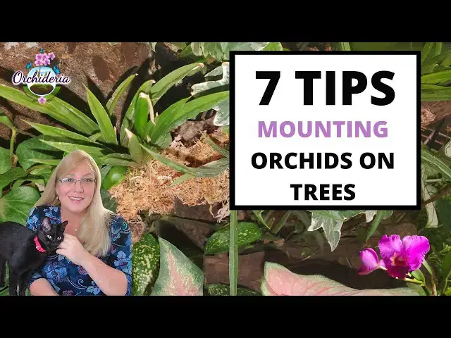 'Video thumbnail for Mounting Orchids on Trees: Watch This BEFORE you Mount (5 Benefits and 7 Tips)'