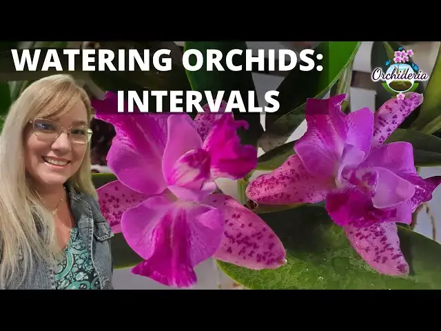 'Video thumbnail for How Often Should You Water a Phalaenopsis Orchid?'