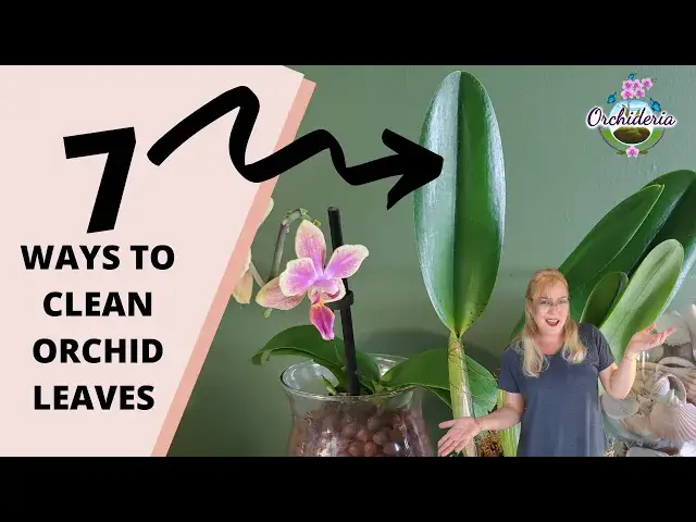 'Video thumbnail for Top 7 Ways to Clean Orchid Leaves That Actually Work'
