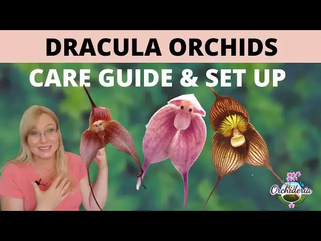 'Video thumbnail for Dracula Orchids: How ALTITUDE Influences Their Care'