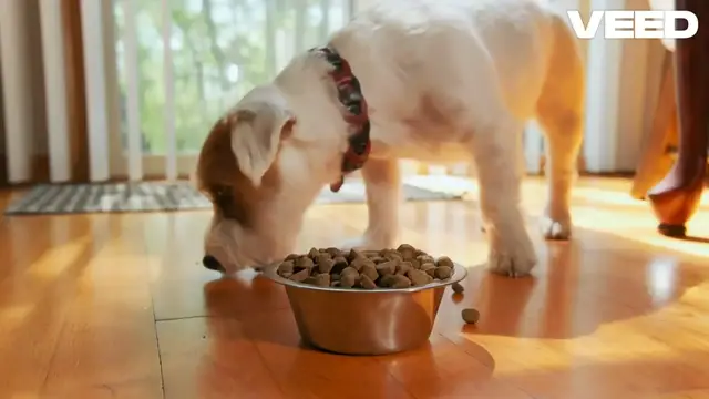 'Video thumbnail for Essential Nutrition for Pregnant Dogs'