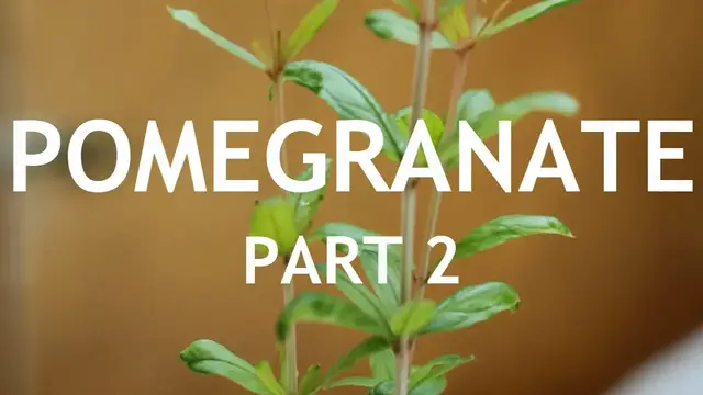 'Video thumbnail for Pomegranate Bonsai, from seed, in a Blue pot. 2'