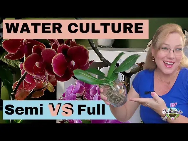'Video thumbnail for Semi Water Culture and Full Water Culture: What's the Difference?'