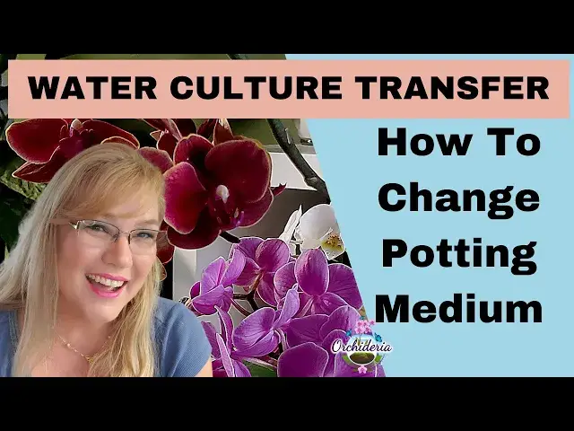 'Video thumbnail for How To Successfully Transfer Orchids to Water Culture'
