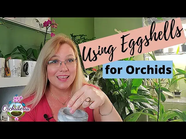 'Video thumbnail for How To Use Eggshells on Orchids: Step-by-Step Guide'