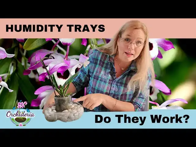 'Video thumbnail for Orchid Humidity Trays: How Efficient Are They?'