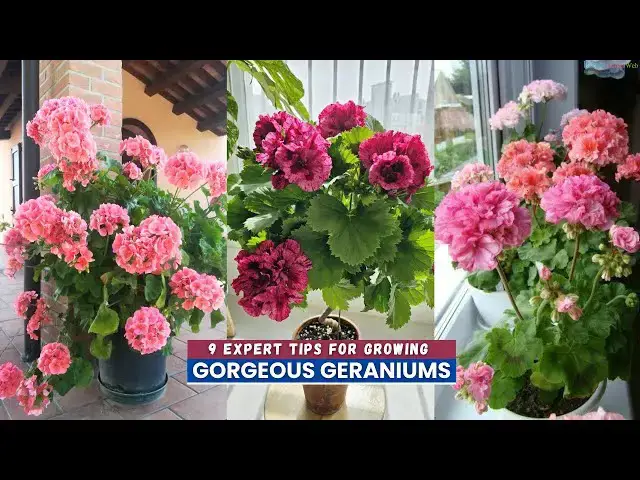 'Video thumbnail for 9 Expert Tips for Growing Gorgeous Geraniums'