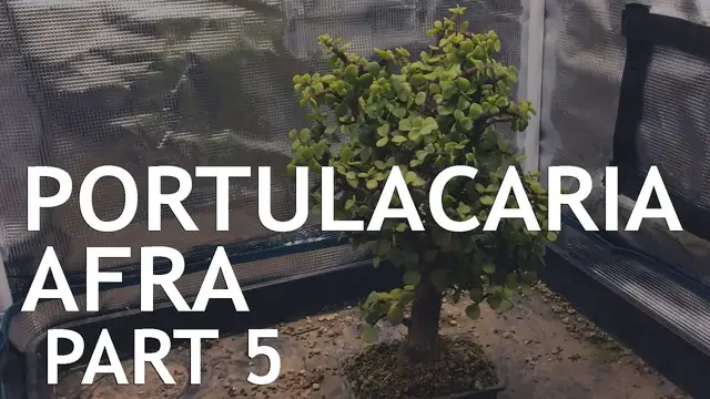 'Video thumbnail for Portulacaria Afra (Dwarf Jade) Bonsai, from a cutting, 5'