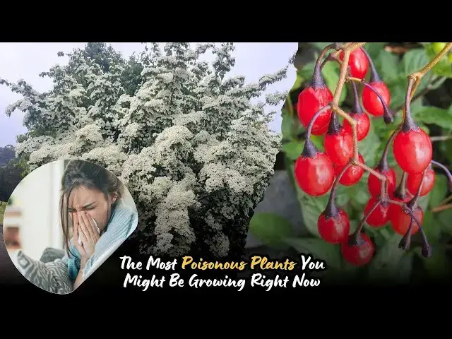 'Video thumbnail for The Most Poisonous Plants You Might Be Growing Right Now'