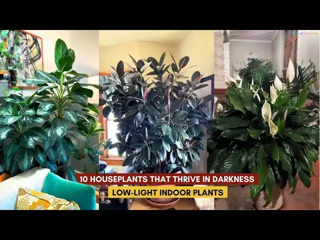 'Video thumbnail for 10 Houseplants That Thrive in Darkness | Low-Light Indoor Plants'