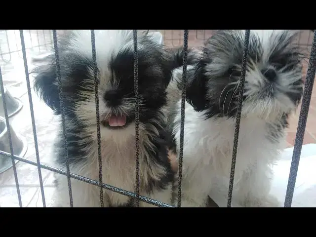 'Video thumbnail for When Woody And Bella Were Still Little | Their Dad Always Gets Mad| Bella’s Barks Was So Cute'