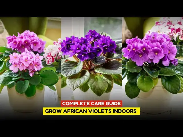 'Video thumbnail for Growing African Violet Indoors | African Violet Plant Care'