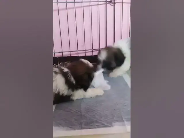 'Video thumbnail for Time To Play | Bella And Woody Were Playing'