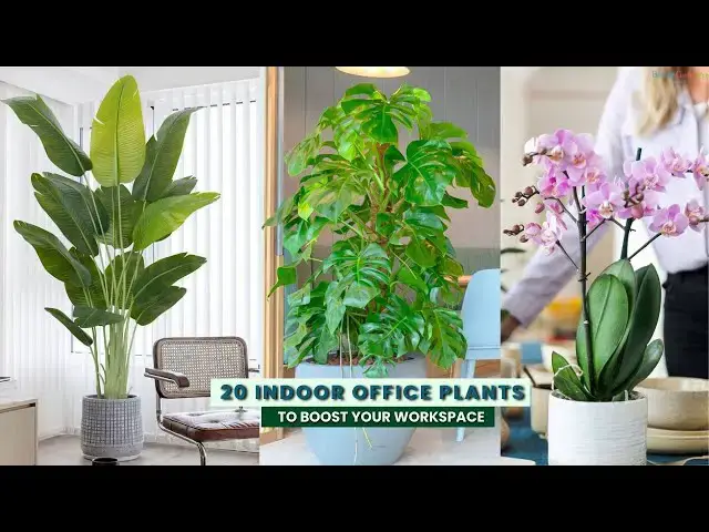 'Video thumbnail for 20 Indoor Office Plants to Boost Your Workspace'