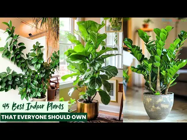 'Video thumbnail for 45 Best Indoor Plants That Everyone Should Own'