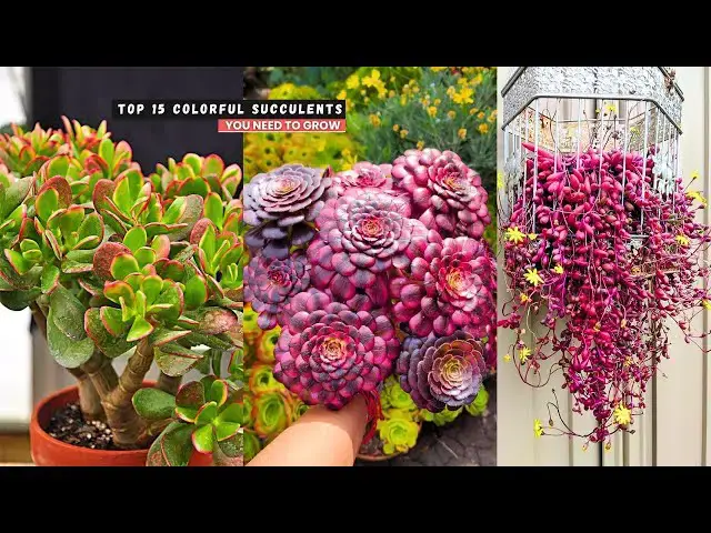 'Video thumbnail for Top 15 Colorful Succulents You Need to Grow'