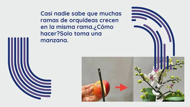 'Video thumbnail for Obtenga 1 manzana: crecerán muchas ramas de orquídeas en la misma ramita'
