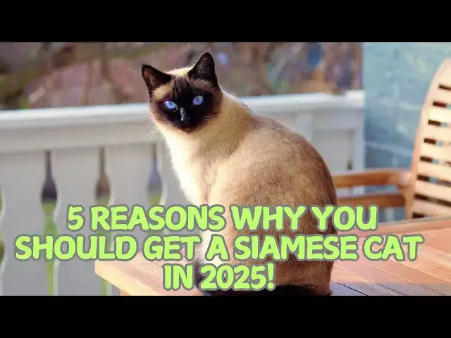 'Video thumbnail for 5 Reasons Why You Should Get a Siamese Cat in 2025! π'
