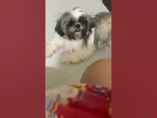 'Video thumbnail for Bella Loves To Eat Bread | #cuteshihtzu'