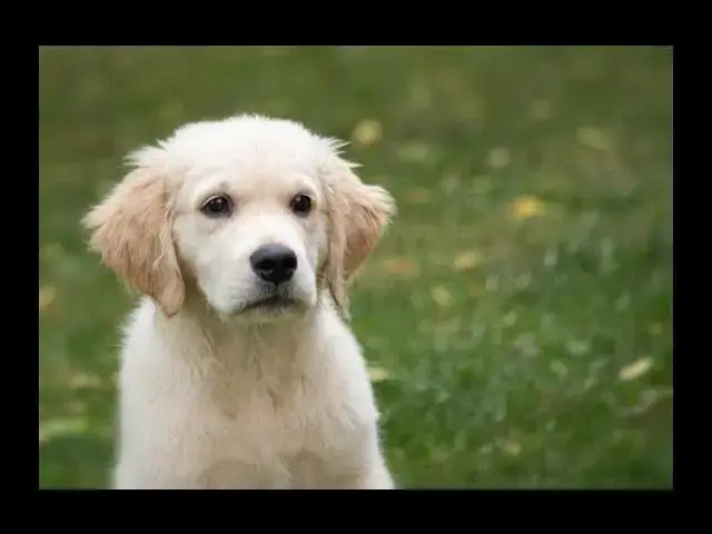 'Video thumbnail for When Is the Right Time to Bring a Puppy Home? The Best Age Explained!'
