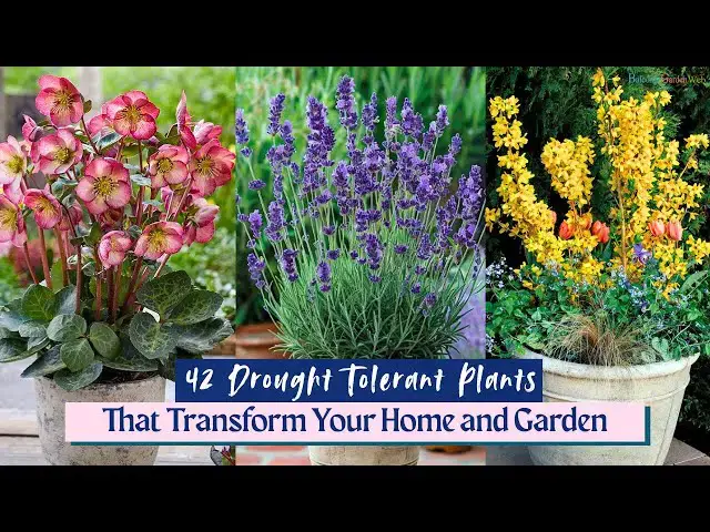 'Video thumbnail for 42 Drought Tolerant Plants That Transform Your Home and Garden'