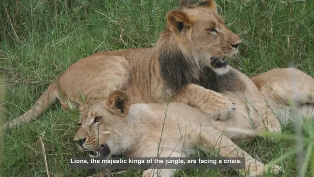 'Video thumbnail for 10 Effective Ways to Protect Endangered Lions'