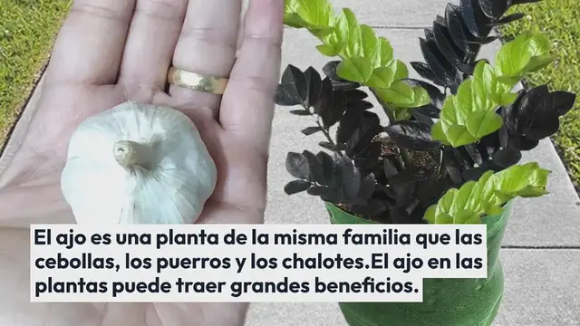 'Video thumbnail for Sorprendente lo que pasa si pones ajo en las plantas: cuál es el resultado'