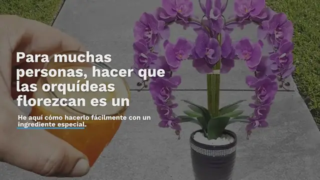 'Video thumbnail for Usa este amado ingrediente para que las orquídeas de tu hogar florezcan en un abrir y cerrar de ojos.'