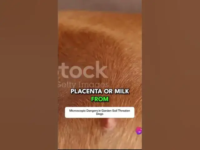 'Video thumbnail for A Microscopic Menace Understanding Ascariasis'