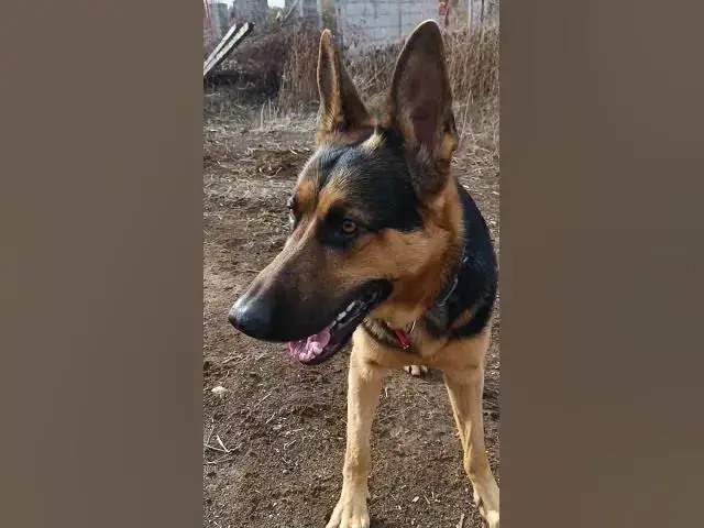 'Video thumbnail for #germanshepherd #dog #gsd #happydog #blog #youtubeshorts'