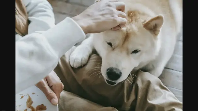'Video thumbnail for Can Dogs Eat Chick Fil A Nuggets? (Vet Answered)'