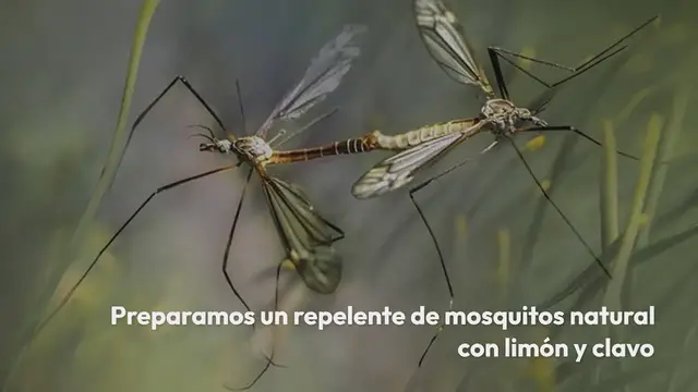 'Video thumbnail for Perfuma tu hogar y te protege de los mosquitos, el truco que causa furor en la web'