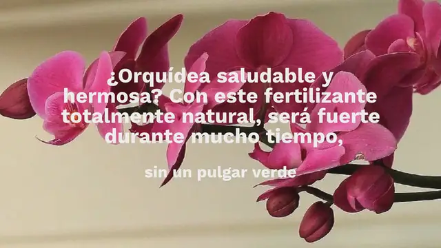 'Video thumbnail for Orquídea, si la quieres siempre fuerte y sana, utiliza este abono natural'