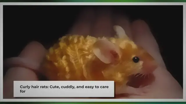 'Video thumbnail for Curly Hair Rat: A Unique and Adorable Pet'