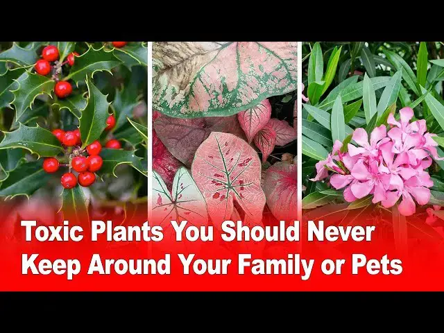 'Video thumbnail for Toxic Plants You Should Never Keep Around Your Family or Pets 🐾☠️'
