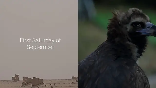 'Video thumbnail for World Vulture Conservation Day'